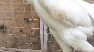 The white is dangerous