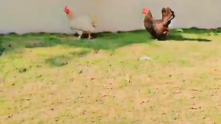 Here and there in the grass