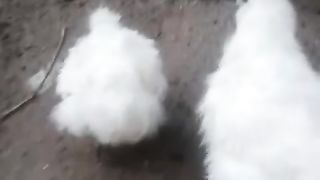 Ye white