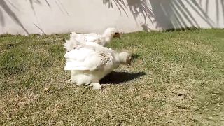 The pair of white