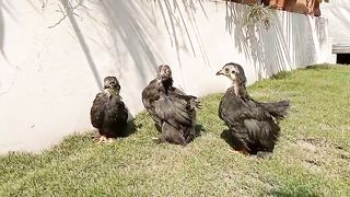 The blacks pair