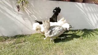 The chicken and their breed