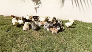 Colony of chiy