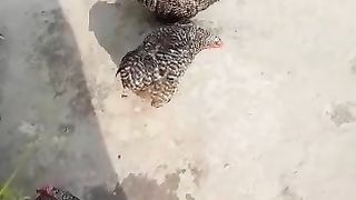 Ye bi chicken hay