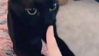 Cats Doing Funny Things Compilation ~ Cats being CATS ~ Shorts (Part 3)