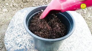 Growing lettuce in your home