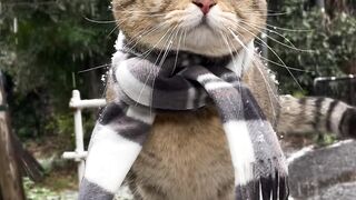 Cat Aristocrat
