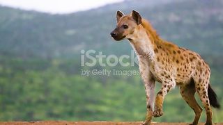 Close up of a Spotted hyena injured and fractured leg