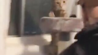 These Cute Kitties Will Make You Laugh Out Loud With Their Funny Antics!