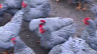 Ayam apa ini ????