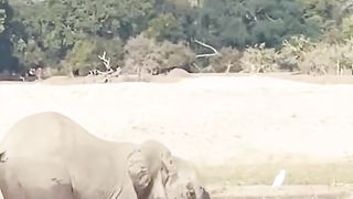 Mother Elephant's Heroic Battle_ Saving Calf from Crocodile Attack