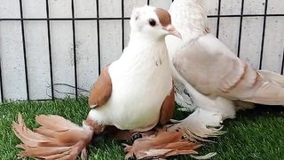 These pigeons are not dangerous