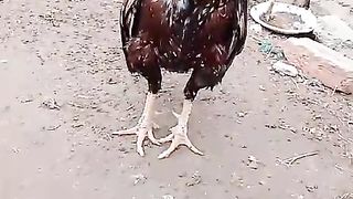 The legs of a rooster