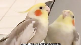 Beautiful Bird