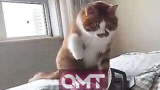 cute cat funny - part 15