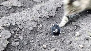 The cat got it from an evil hamster