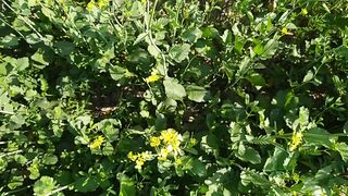 Mustard Fields. Winter Season
