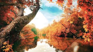 Butterflies river trees