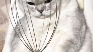 #cat #catlover #cats #petlover #funnycat #funny #viral #video #shorts #reels #funnyanimal #virus