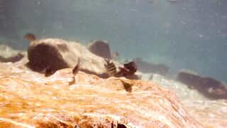 Fish Swimming on water