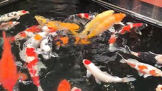Ikan hias