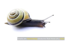Facts About Snails