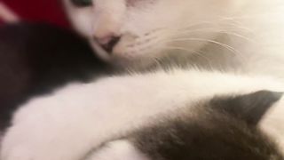 Cute Kitten with Mom