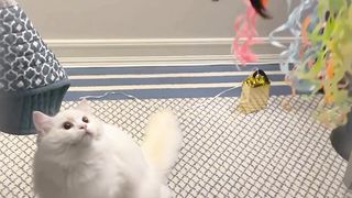 Cat cute