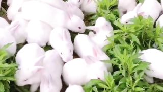 Nice cute beautiful good amazing funny bunny