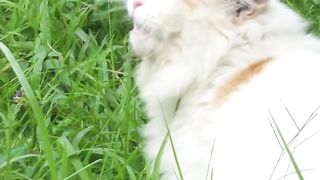 Cat cute