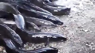 Big Hungry Eel