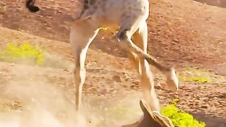Wild fighter wild hunting ????