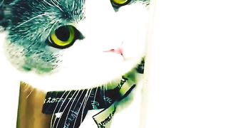 Cutest Kitten Lovely Moments