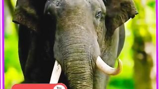 Captured Huge Elephant