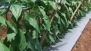 plant local red chilies