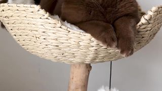 Cat cute