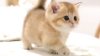 Little cat