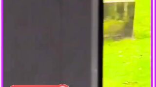 Funny Puppy Teasing Bird
