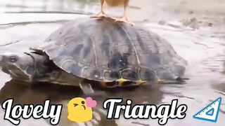 Lovely Triangle Puppy Baby Duck Turtle