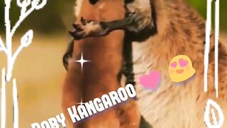 Love ❤️Baby Kangaroos