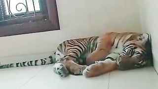 cute cat is sleeping