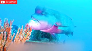 Amzonig fish clip ft 1