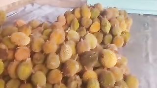Durian fruit is abundant
