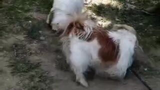 Pet animals