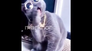 funny cat videos-cat song-cat singing-markhor