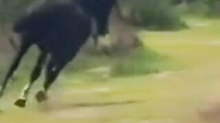 Horse vs crocodile