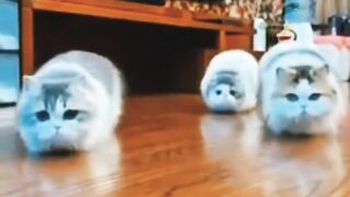 Cute cats are plying on floor