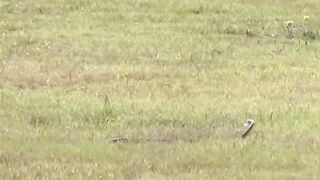 Eagle vs snake