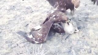 Eagle vs wolf Eagle Catched A wolf