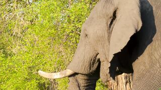 1-minute - Kruger National Park